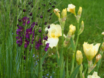 Maui Moonlight mit Verbascum phoeniceum P5100137.JPG