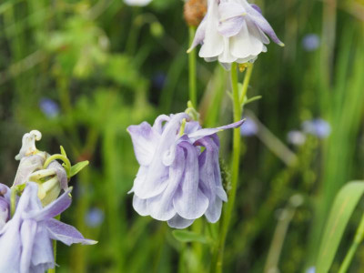 Aquilegia vulgaris hellblau gefüllt P5120166.JPG