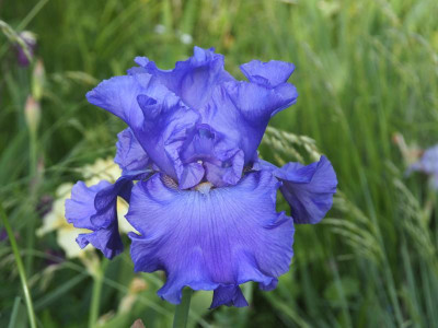 Yaquina Blue ich weiß nicht, zu eindeutig blau P5120172.JPG