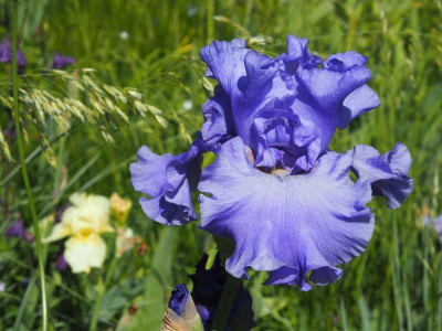 Yaquina Blue 1992 Schreiners  P5140202.JPG