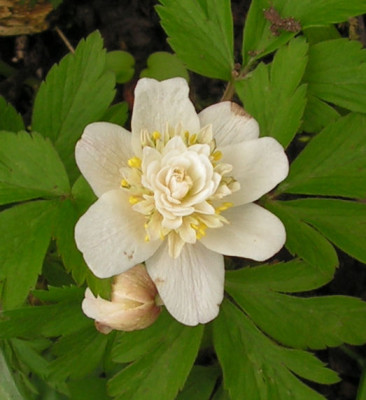 Anemone_Vestal_004.jpg