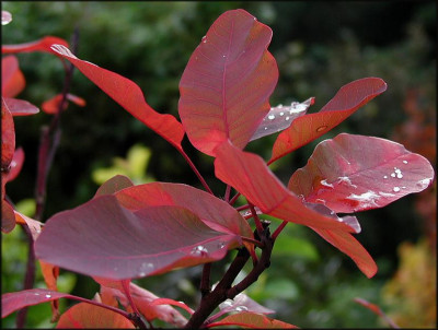 Cotinus_c._Grace.JPG