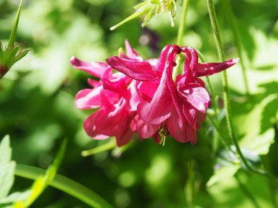 Aquilegia vulgaris rot P5140215.JPG