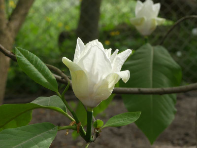 2022-05-16 Magnolia 'Charles Coates'.jpg