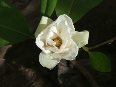 2022-05-16 Magnolia 'Charles Coates' 2.jpg