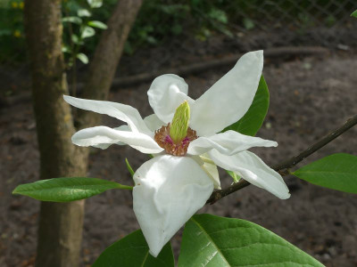 2022-05-16 Magnolia 'Charles Coates' 3.jpg