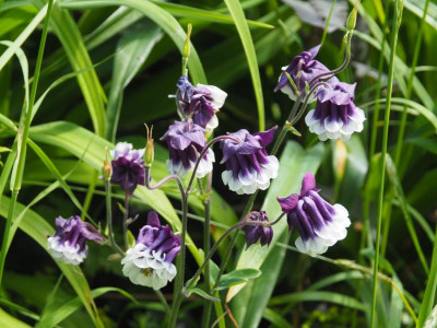 Aquilegia vulgaris Double blue white P5160220.JPG