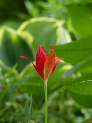 2022-05-16 Tulipa sprengeri 1.jpg
