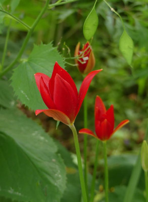 2022-05-16 Tulipa sprengeri 2.jpg