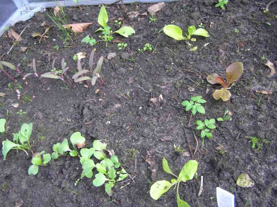 fruehbeet1204.jpg