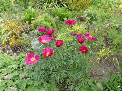 2022-05-16 Paeonia tenuifolia x mascula 1.jpg