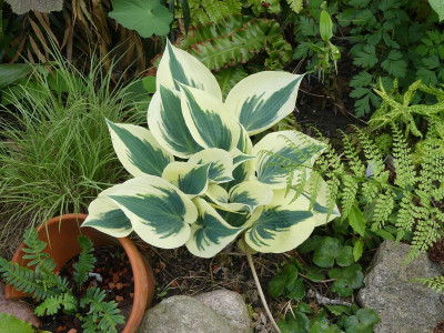 2022-05-16 Hosta.jpg