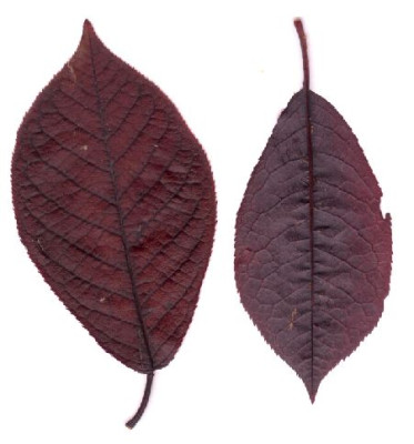 Prunus_padus_Michaelsberg.jpg