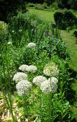 Allium_wei.jpg