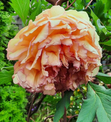 Baumpäonie Apricot2.jpg