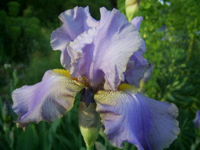 Juhrs Graublaue PIC_0171.JPG