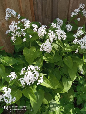 Lunaria rediviva-2.jpg