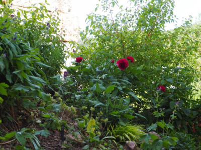 Paeonia officinalis 'Rubra Plena' vor dem Fenster P5150186.JPG
