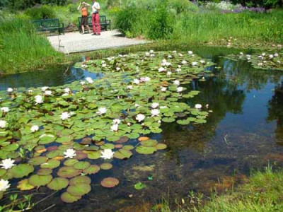 Seerosenteich_DSCN1287.jpg