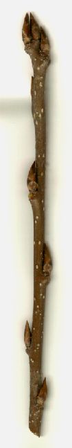 Prunus_padus_Michaelsberg__Zweig.jpg