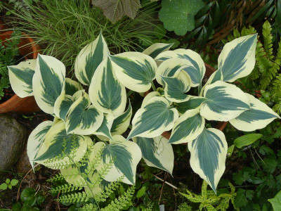 2022-05-17 Hosta.jpg