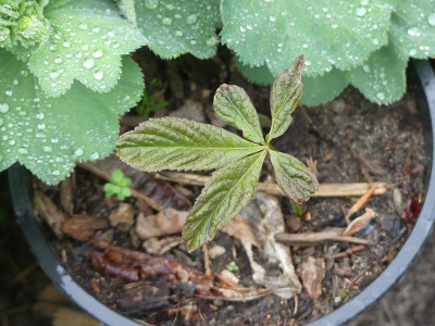 2022-05-17 Aesculus glabra.jpg