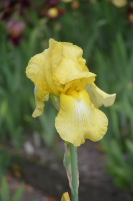 D8011.JPG