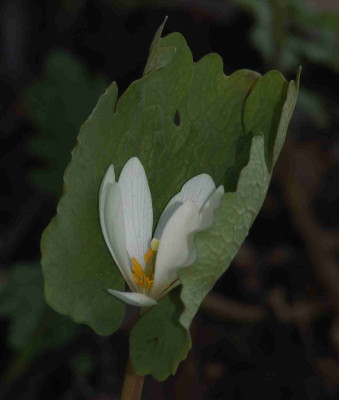 Sanguinaria_einf.jpg