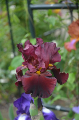 D8031.JPG