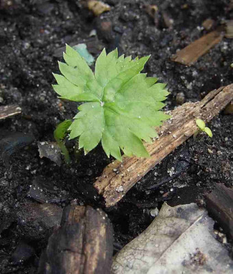 Glaucidium_palmatum.jpg