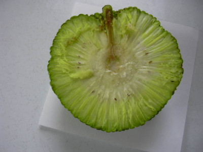 Frucht_002.jpg