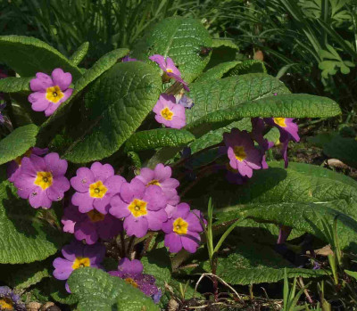 primula_vulg_sibthorpii.jpg