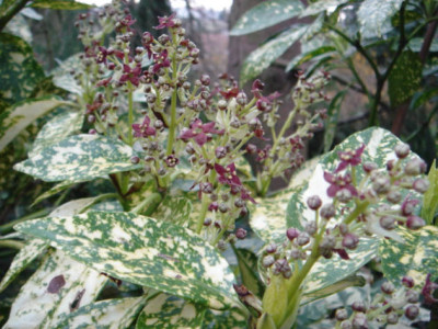 Aucuba_japonica_Variegata.JPG