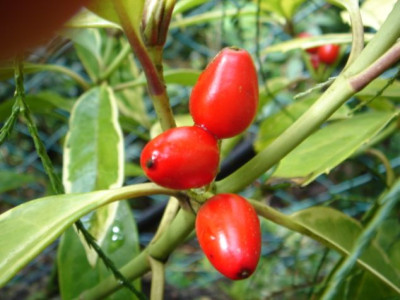 Aucuba_japonica_Sulphurea_Marginata__2.JPG