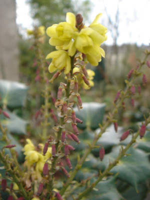 Mahonia_bealii_1.JPG