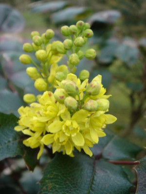 Mahonia_aquifolium_2.JPG