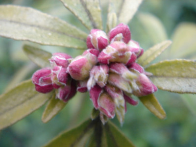 Choisya_ternata__Goldfinger.JPG