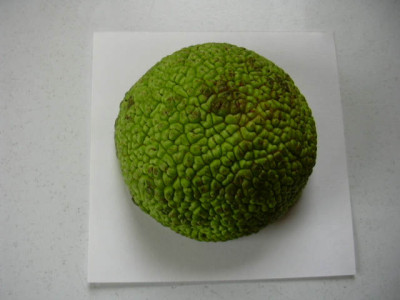Frucht_001.jpg
