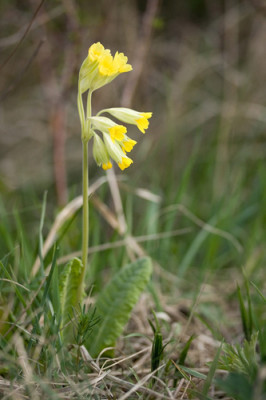 primula-veris.jpg
