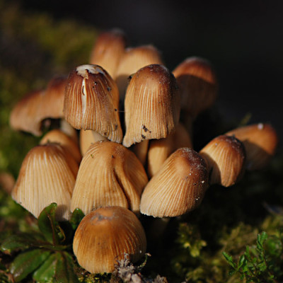 Pilze-Apr1208.jpg