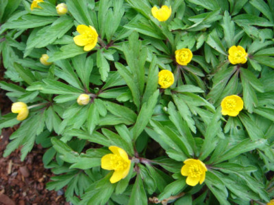 Anemone_ranunculoides_ssp._wockeana.JPG