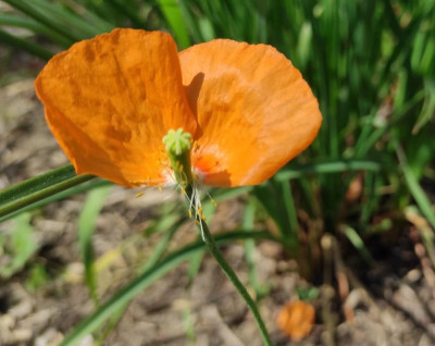 Papaver_nudicaule_20220517_133813_B.jpg