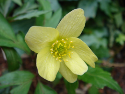 Anemone_x_media_Sioux_1.JPG