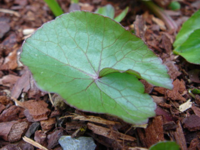 Caltha_thyermannii_Blatt.JPG