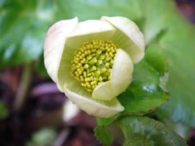Caltha_palustris_Alba.JPG