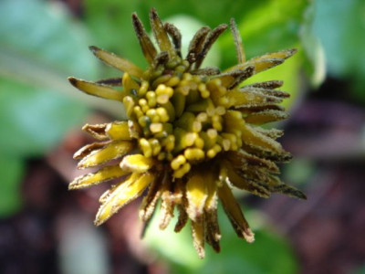 Caltha_palustris_Alba_1.JPG