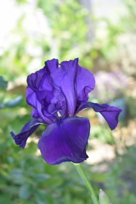 Iris 004.JPG
