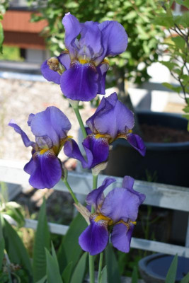 Iris 006.JPG