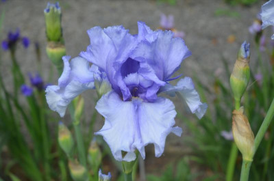 D8109.JPG
