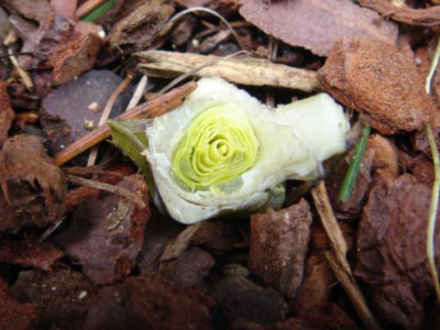Hosta_Goldpressed_Latinum.JPG